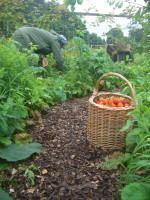 Strawberry Harvest_1.JPG